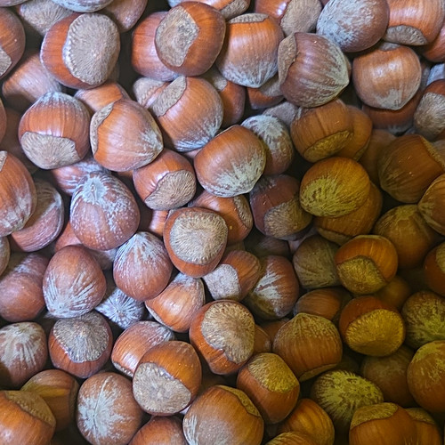 Whole hazelnuts shell 1kg - hazelnuts,